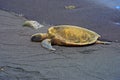 Green sea turtles on Punaluu Black Sand Beach on the Big Island of Hawaii Royalty Free Stock Photo