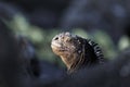 Watchful marine iguana, Galapagos Islands