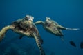 Green Sea Turtles on South Maui, Hawaii Royalty Free Stock Photo