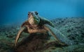 Green Sea Turtles on South Maui, Hawaii Royalty Free Stock Photo