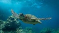 Green Sea Turtles on South Maui, Hawaii Royalty Free Stock Photo