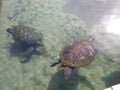 Green sea turtles in the Underwater Observatory Royalty Free Stock Photo