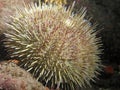 Green Sea Urchin