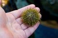 Green Sea Urchin in Person& x27;s Hand