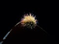 Green sea urchin, Psammechinus miliaris. Loch Carron, Scotland