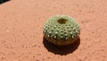 Green sea urchin shell Royalty Free Stock Photo
