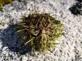 Green sea urchin shell on the coast of Norway Royalty Free Stock Photo