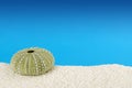 Green Sea Urchin Shell, White Sand, Blue Background