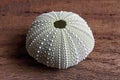 GREEN SEA URCHIN SHELL ON A WOODEN SURFACE Royalty Free Stock Photo