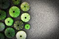 Green Sea Urchin Shells On Dark Sea Sand Background, Filtered Image