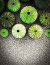 Green sea urchin shells on dark sea sand background with space for text Royalty Free Stock Photo