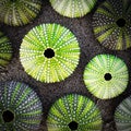 Green sea urchin shells on dark sea sand background, filtered image Royalty Free Stock Photo