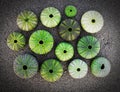 Green sea urchin shells on dark sea sand background, filtered image Royalty Free Stock Photo