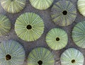 Green sea urchin shells on wet sand beach Royalty Free Stock Photo