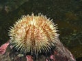 Green Sea Urchin (Strongylocentrotus droebachiensi