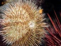 Green Sea Urchin (Strongylocentrotus droebachiensi