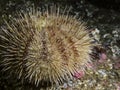 Green Sea Urchin Strongylocentrotus droebachiensis