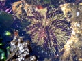 Green Sea Urchin - Strongylocentrotus droebachiensis Royalty Free Stock Photo