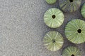 Green sea urchins collection on wet sand beach, space for text Royalty Free Stock Photo