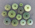 Green sea urchins shells on wet sand beach top view Royalty Free Stock Photo