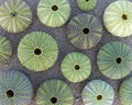 Green sea urchins shells on wet sand beach top view