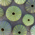 Green sea urchins shells on wet sand beach top view Royalty Free Stock Photo