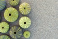 Green sea urchins shells on wet sand beach top view, space for your text Royalty Free Stock Photo