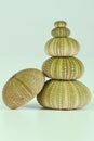 Green sea urchins stacked Royalty Free Stock Photo
