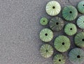 Green sea urchins on wet sand beach, space for text Royalty Free Stock Photo