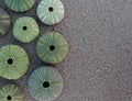 Green sea urchins on wet sand beach, space for text Royalty Free Stock Photo