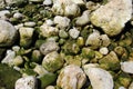 Green sea water stones and rocks resting on seashore