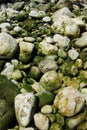 Green sea water stones and rocks resting on seashore