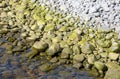 Green sea water stones and rocks resting on seashore Royalty Free Stock Photo
