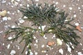 Green sea weed on beach sand Royalty Free Stock Photo