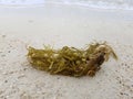 Green Sea weed