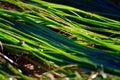 Green Seagrass Royalty Free Stock Photo
