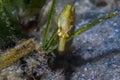 Green seahorse hiding in the sea grass close up. Royalty Free Stock Photo