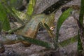 Green seahorse hiding in the sea grass close up. Royalty Free Stock Photo