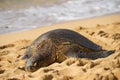 Green seaturtle at the beach of Haleiwa, O`ahu, Hawai`i Royalty Free Stock Photo