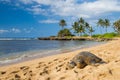 Green seaturtle at the beach Royalty Free Stock Photo