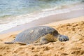 Green seaturtle at the beach Royalty Free Stock Photo