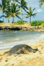 Green seaturtle at the beach of Haleiwa, O`ahu, Hawaii Royalty Free Stock Photo