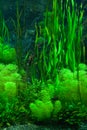 Green seaweed Royalty Free Stock Photo