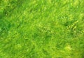 Green seaweed Royalty Free Stock Photo