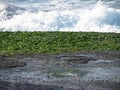 Green seaweed and algae on rocks with sea waves in background Royalty Free Stock Photo