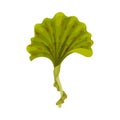 Green Seaweed as Multicellular Marine Algae Vector Illustration