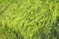 Green seaweed background Royalty Free Stock Photo
