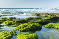 Green Seaweed on Black Rocks Sea Landscape. Fresh Clear Water and White Waves Royalty Free Stock Photo