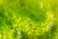 Green seaweed and bubbles Royalty Free Stock Photo