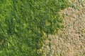 Green seaweed on a concrete surface Royalty Free Stock Photo